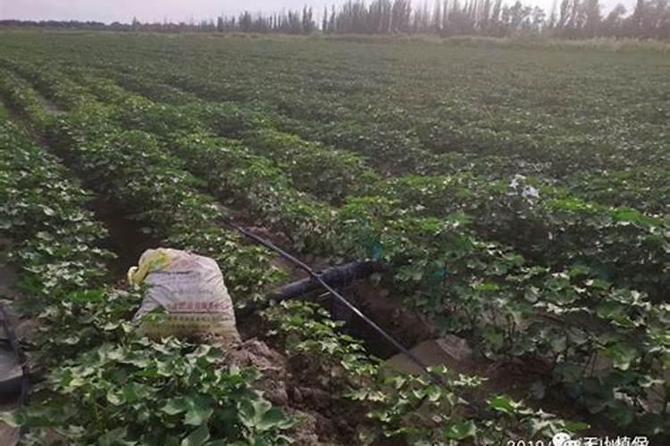 棉花种植注意事项是什么 棉花应该怎么养殖