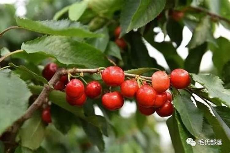樱桃树施什么肥最好
