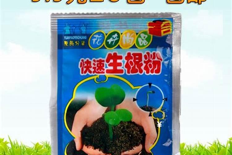 风信子土培和水培的区别