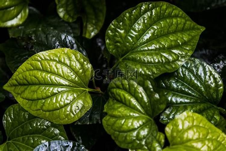 多效唑会诱导槟榔芋开花吗