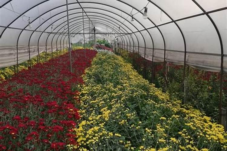 怎么给大棚蔬菜补钙？用什么钙肥比较好？
