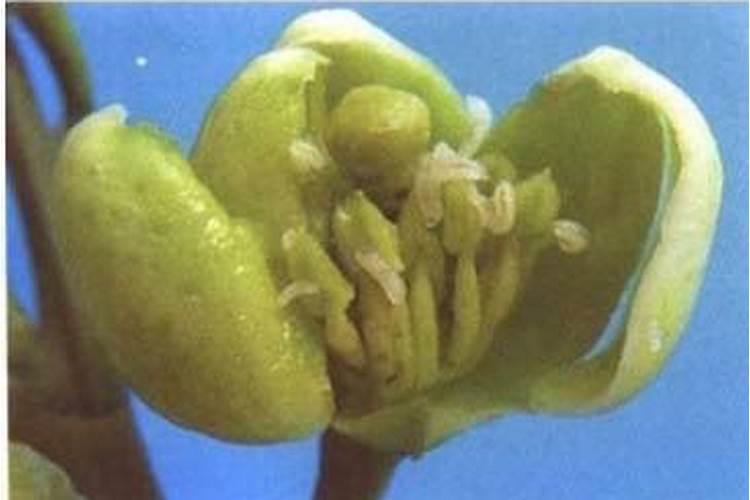 打地下害虫长效特效药产品说明和代理条件