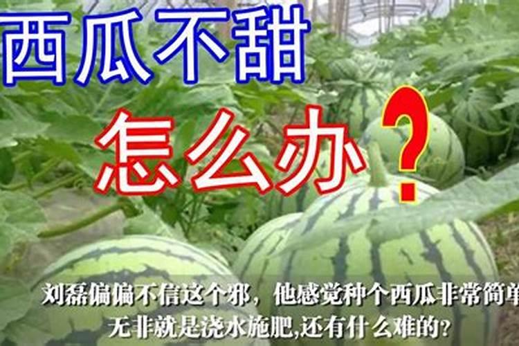 如何提高大棚种植西瓜的甜度