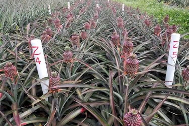 菠萝种植如何实现高产