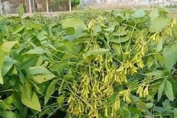 大豆花期喷什么叶面肥好