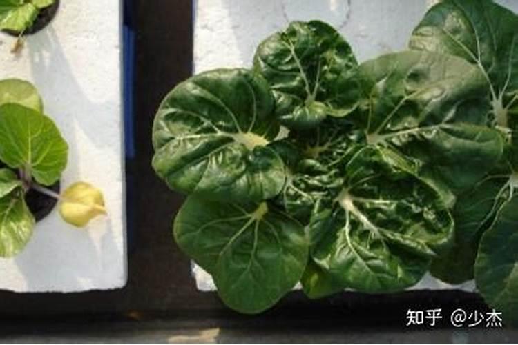 k2o是什么元素肥料 钾肥对植物生长有什么影响