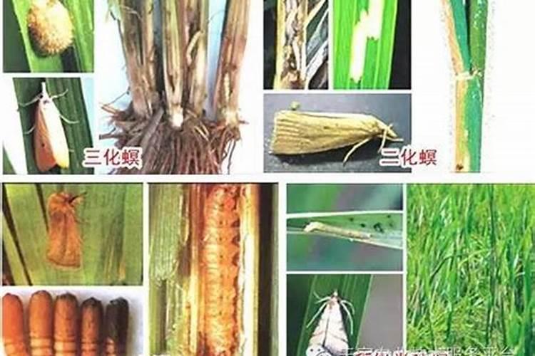 农药复配原则有哪些？