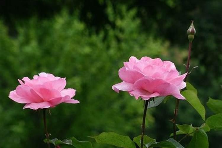 月季花施肥需要注意什么
