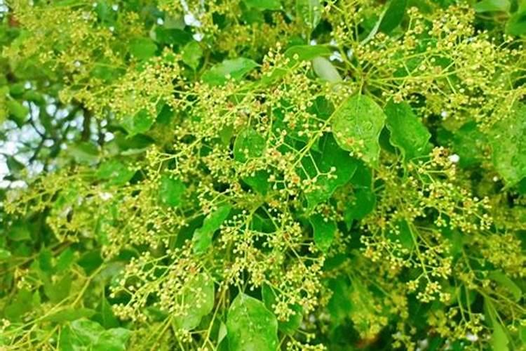 樟树花可以做肥料吗