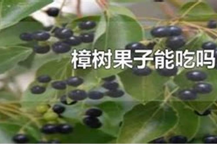 樟树花可以做肥料吗