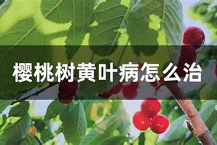 樱桃黄叶病用什么药效果好