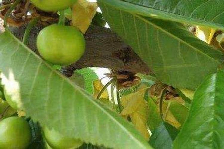 我家院子的大樱桃树叶子黄了请教谁知道怎么办。谢谢