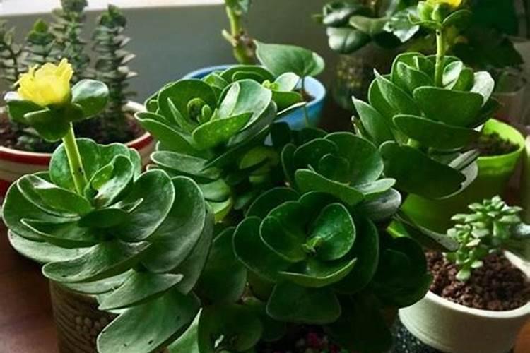 7月份大樱桃叶面肥用什么好呢