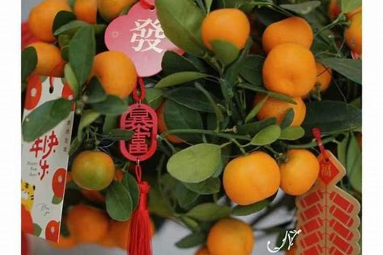 金桔用什么肥料