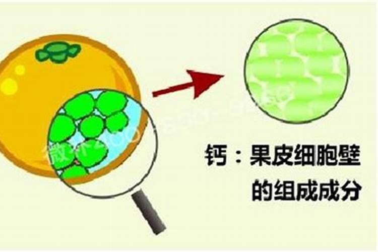 果树钙肥什么时候施用效果好 果树施用钙肥好处