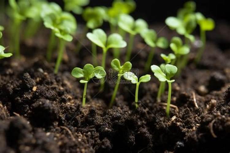 一般的花草植物上什么肥最好 花卉肥料有哪些