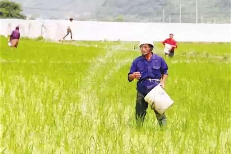 玉米植株在缺锌后会有什么样的表现？要如何进行补锌呢？