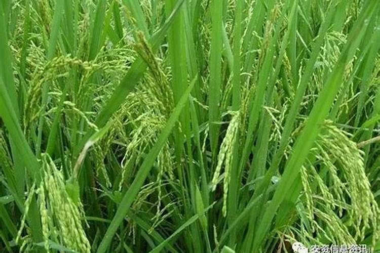 芸苔素能解肥害