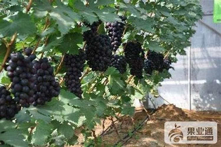 葡萄什么时候喷施叶面肥