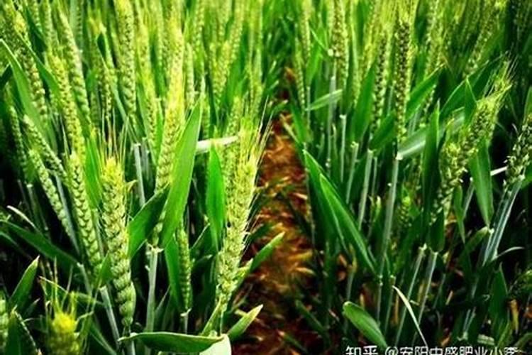 樱桃树怎么种植？