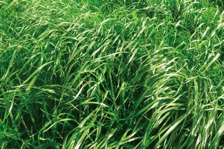黑麦草施肥用尿素好还是复合肥好