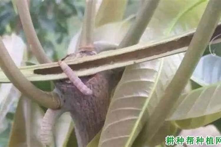芒果对细菌性病害最好的药是什么
