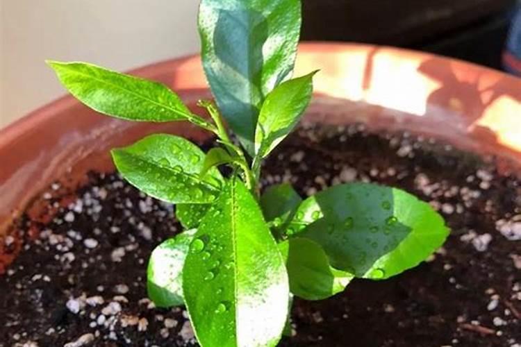 种植柠檬该施什么肥？