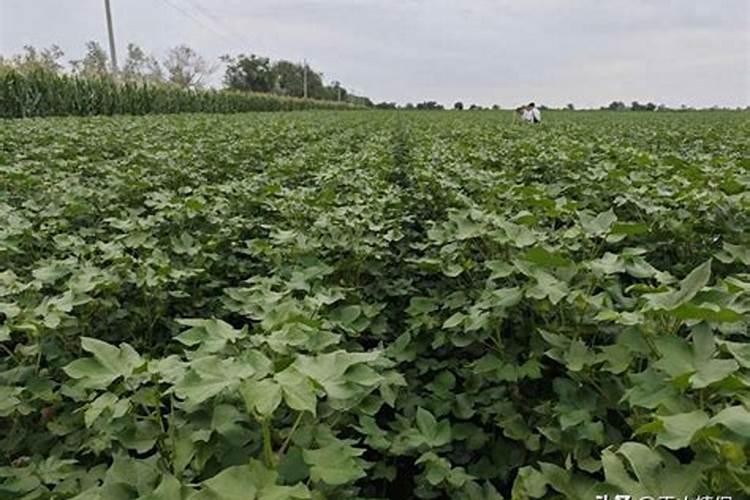 问农技师:玉米长好高了,不开花结果怎么办？