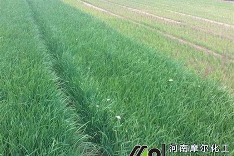 什么样的花适合做复合肥？