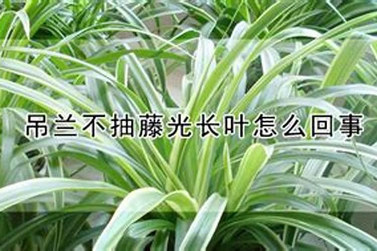 吊兰不抽条怎么回事