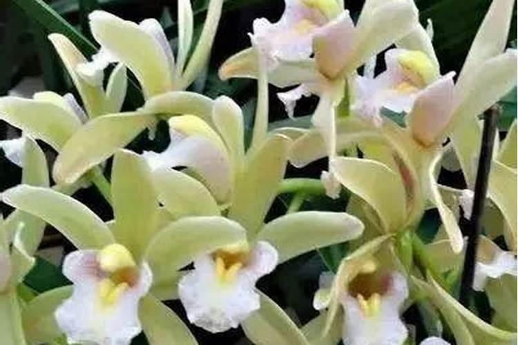 兰花施肥的正确方法和用什么肥