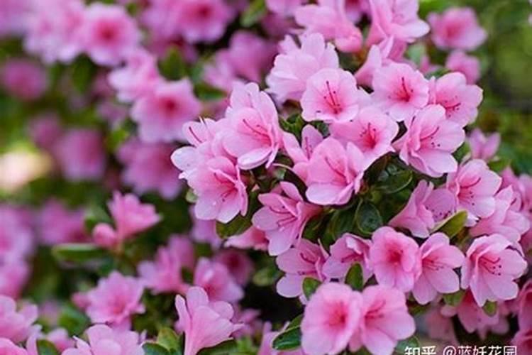 杜鹃花适合施哪种肥杜鹃花施什么肥料好
