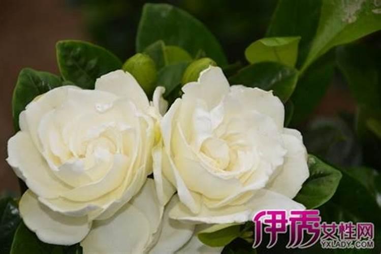 栀子花可以浇黄豆水吗？