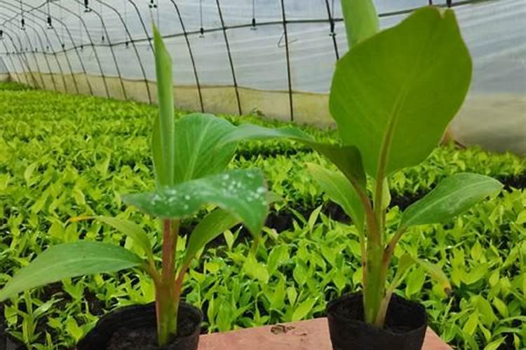 香蕉幼苗怎么种？香蕉苗高产种植方法