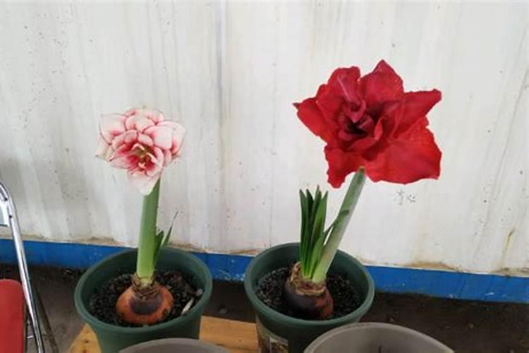 朱顶红施肥时间和方法花卉百科
