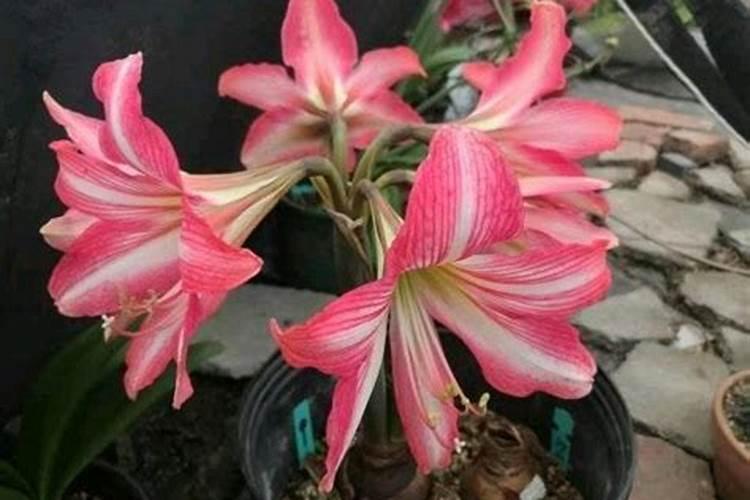 朱顶红开花后花梗处理