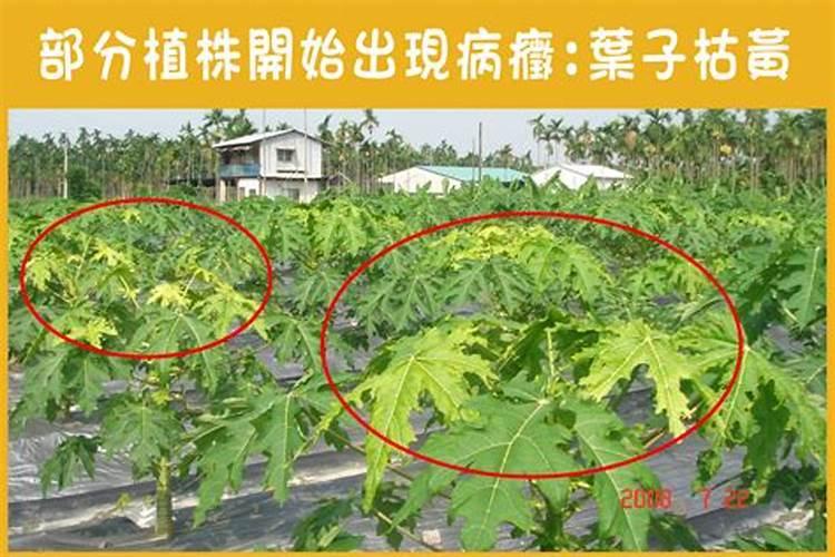 木瓜黄叶是怎么回事
