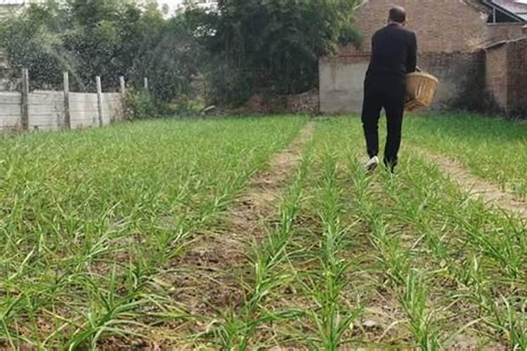大蒜什么时候浇水施肥最合适