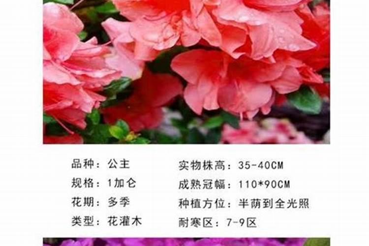 四季杜鹃茶花怕阳光晒吗？