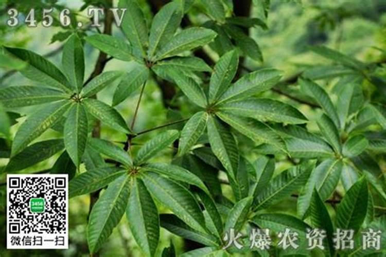 如何让七叶树生长快,施什么肥生长快