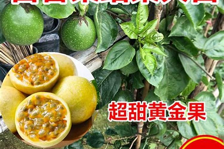 硼对百香果的作用