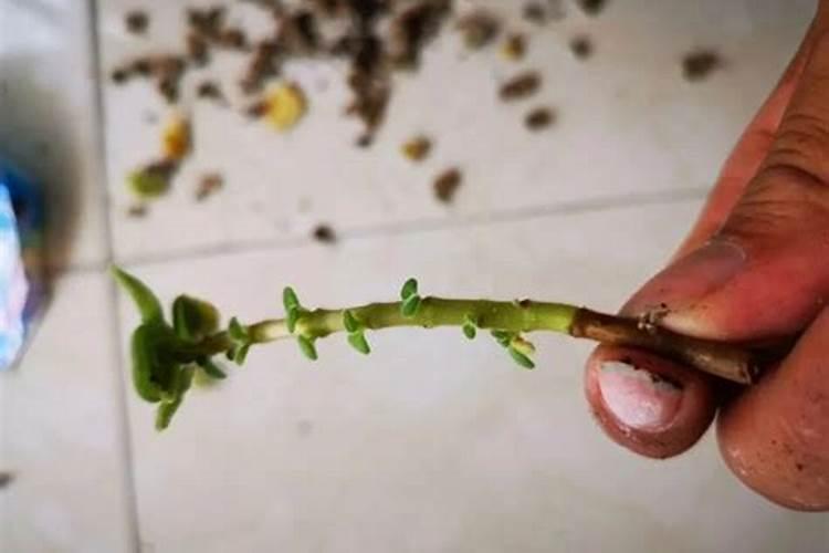 黄瓜生根最好的肥料 黄瓜生根最好的肥料介绍