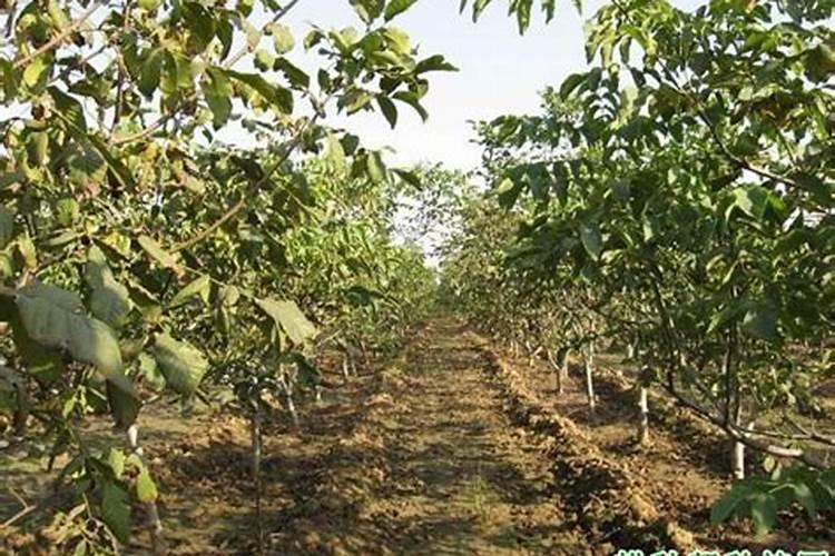 核桃树需要哪些肥料