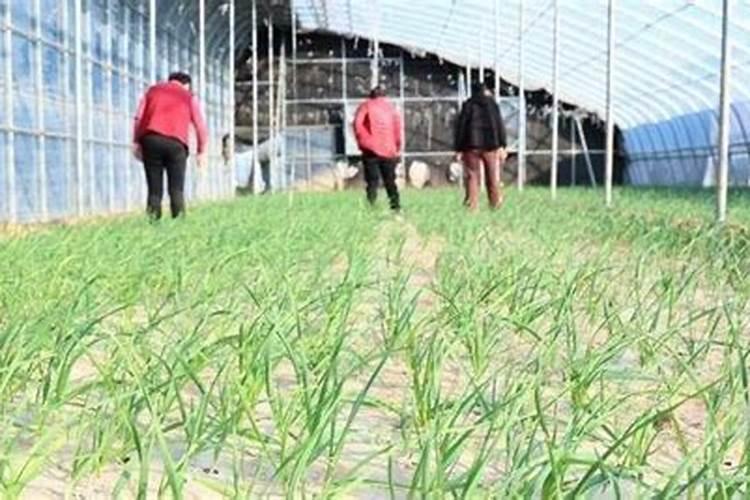 大蒜打什么药才粗壮