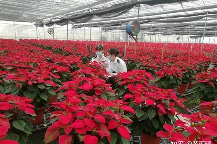 花卉肥料有哪些肥