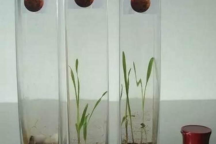 火星花什么时候开花