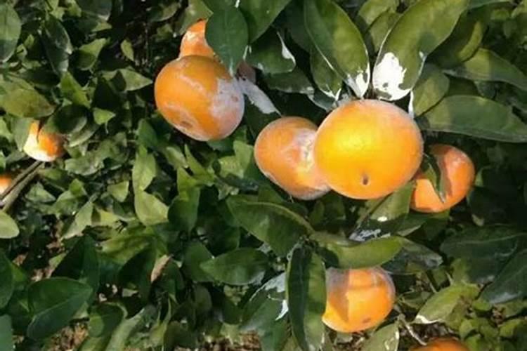 茂谷柑果实怎样防裂果,裹上果袋能防止太阳果吗？还是裹上石灰？