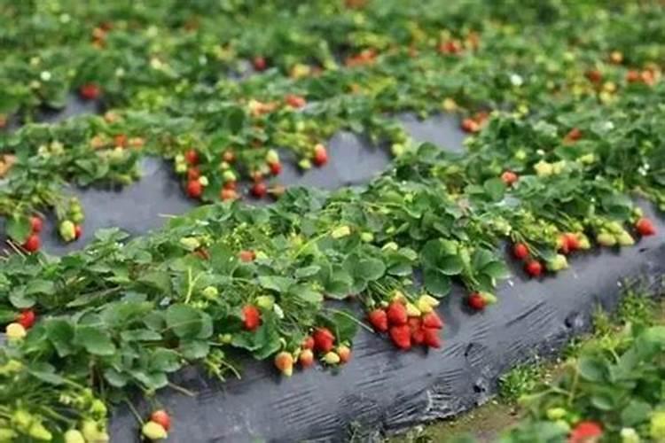 重庆冬天适合种草莓吗