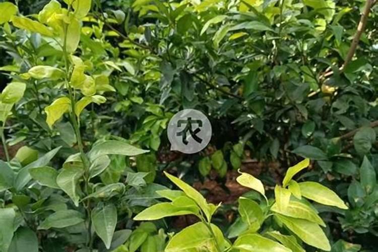 为什么柑果不变黄