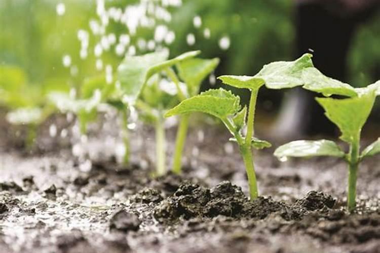 香葱雨后可以施肥吗,肥后要不要浇水,不浇水会不会把烧根呢